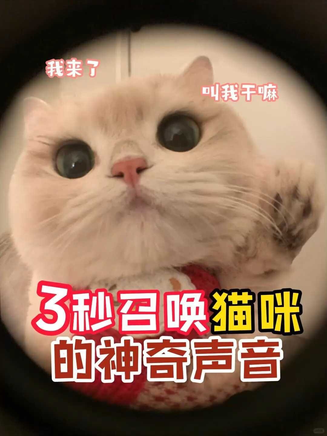 这些声音让猫咪欲罢不能,最后一个一秒闪现
