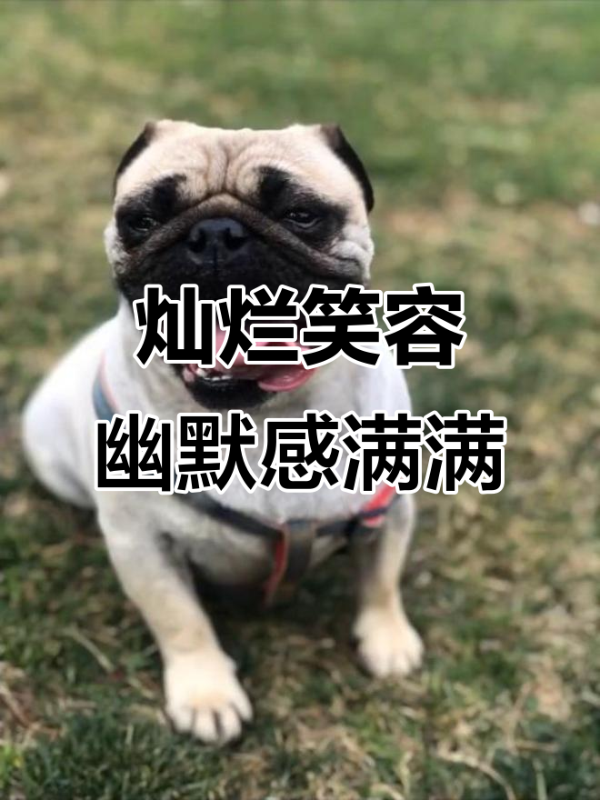 灿哥的魅力与风采,尽显幽默风范