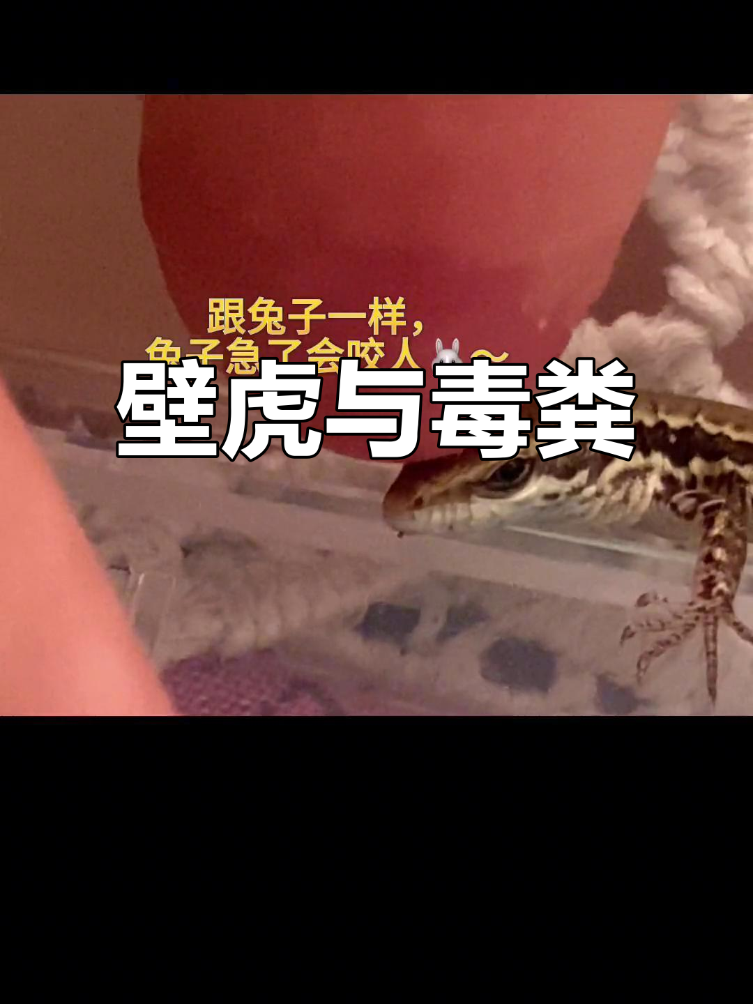 壁虎进屋寓意吉祥,但它的粪便有毒,碰到记得洗手哦!
