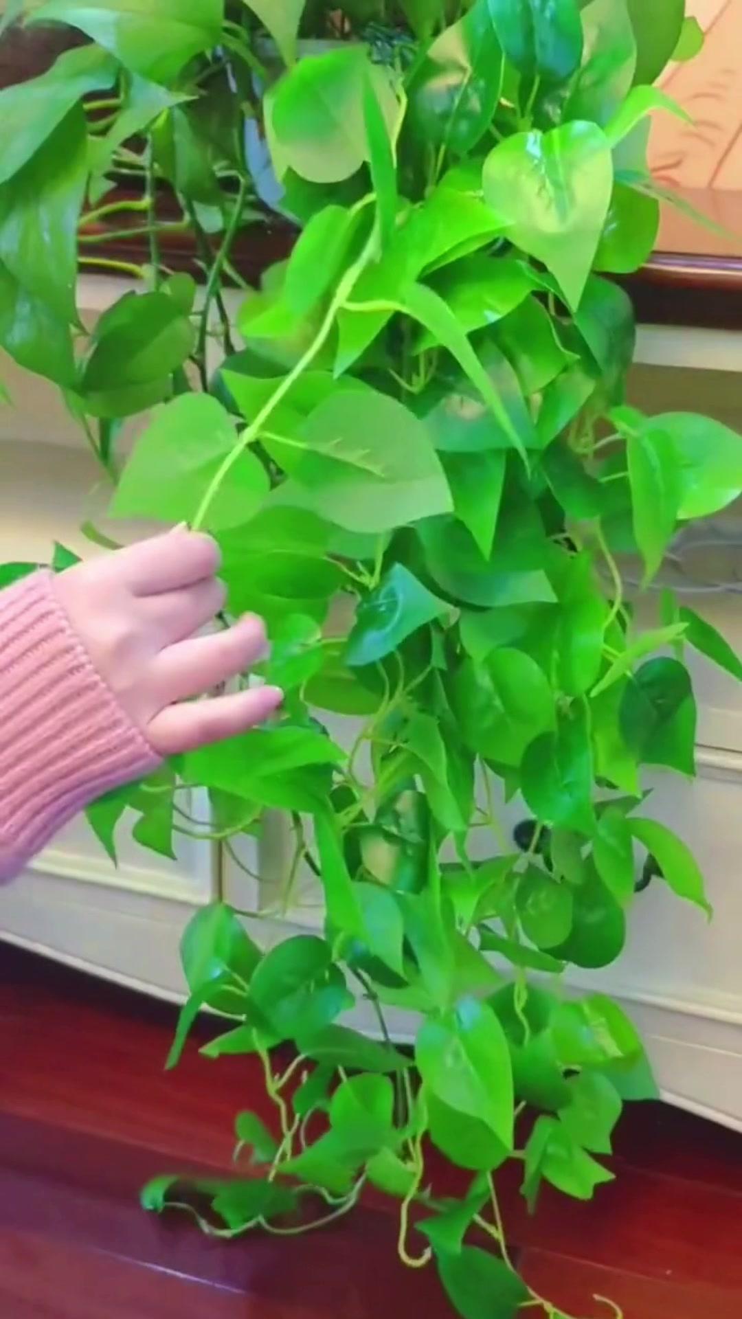 绿萝太长不要剪了,这样操作让你家里美的不要不要 绿植花卉 一花一草