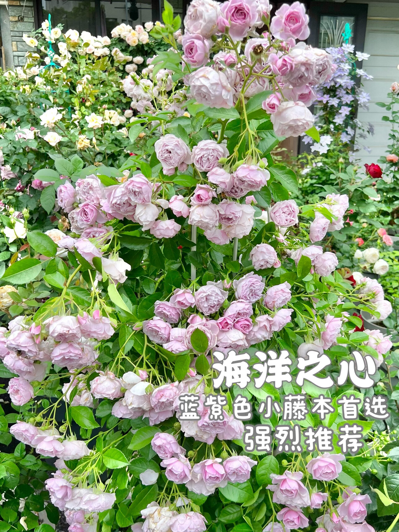 海洋之心月季 强烈推荐 蓝紫色小藤本首选