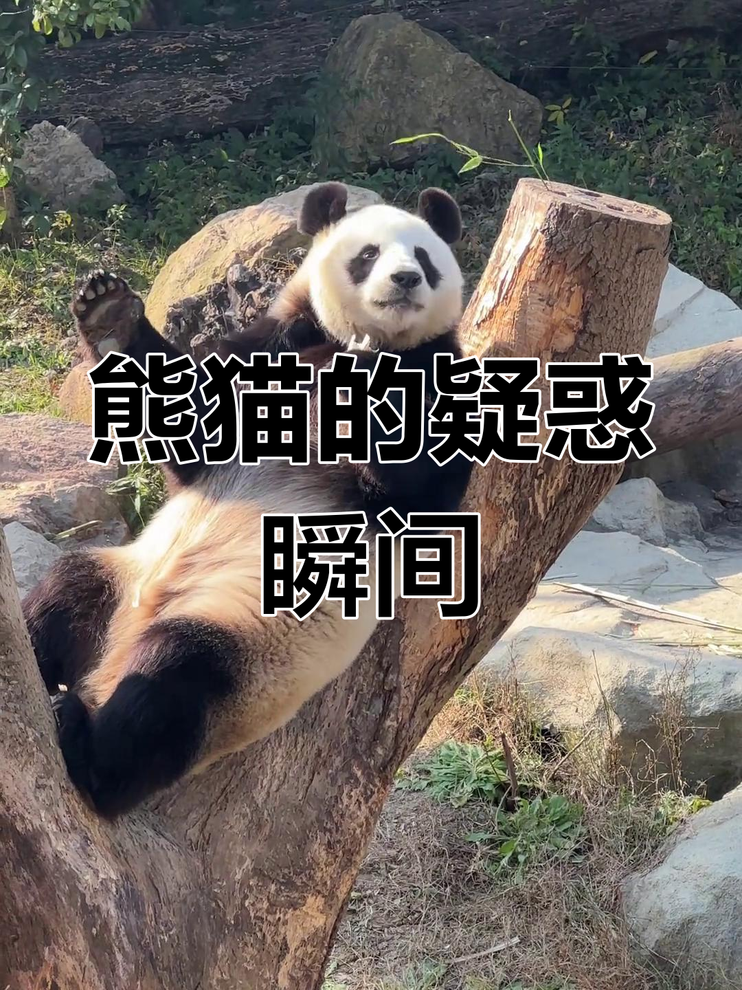 第一次看到熊猫的"疑惑"表情,真是太有趣了!