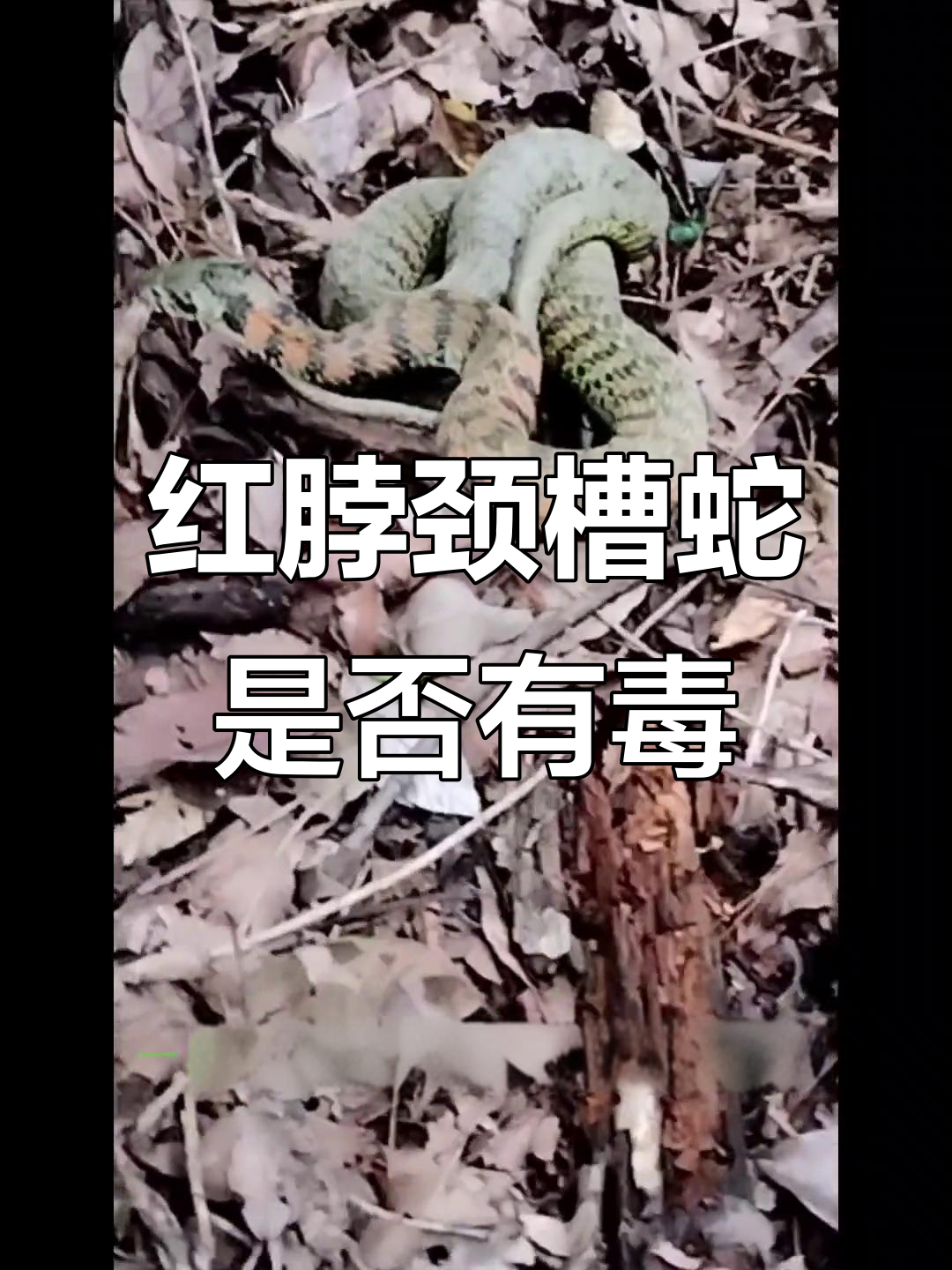 红脖颈槽蛇有毒吗?了解这种常见蛇类的真实毒性