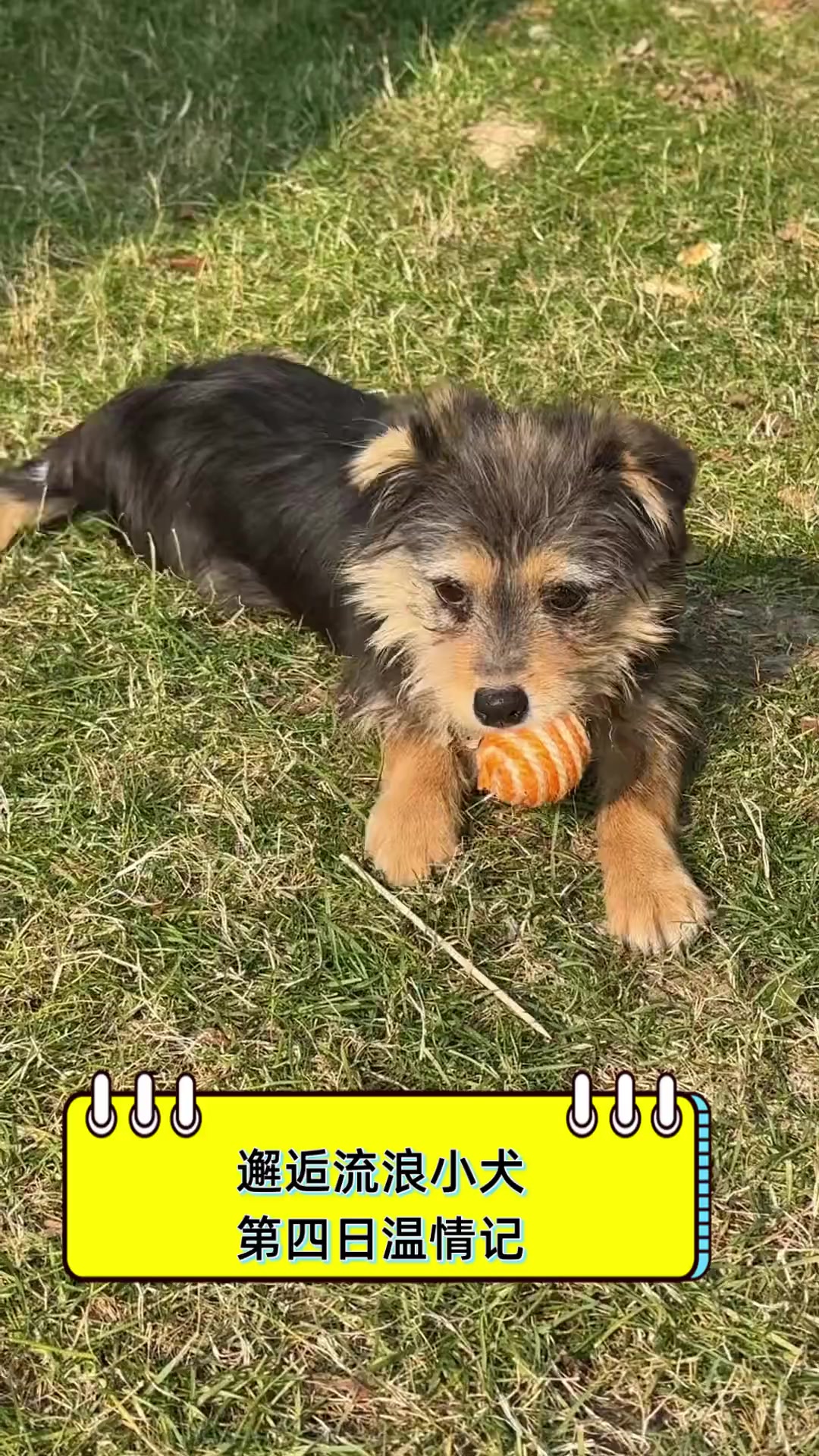 邂逅流浪小犬,第四日温情记