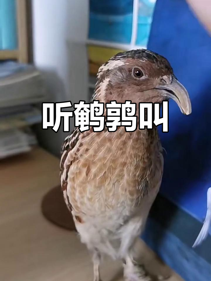 鹌鹑打鸣,快来听听这声音!
