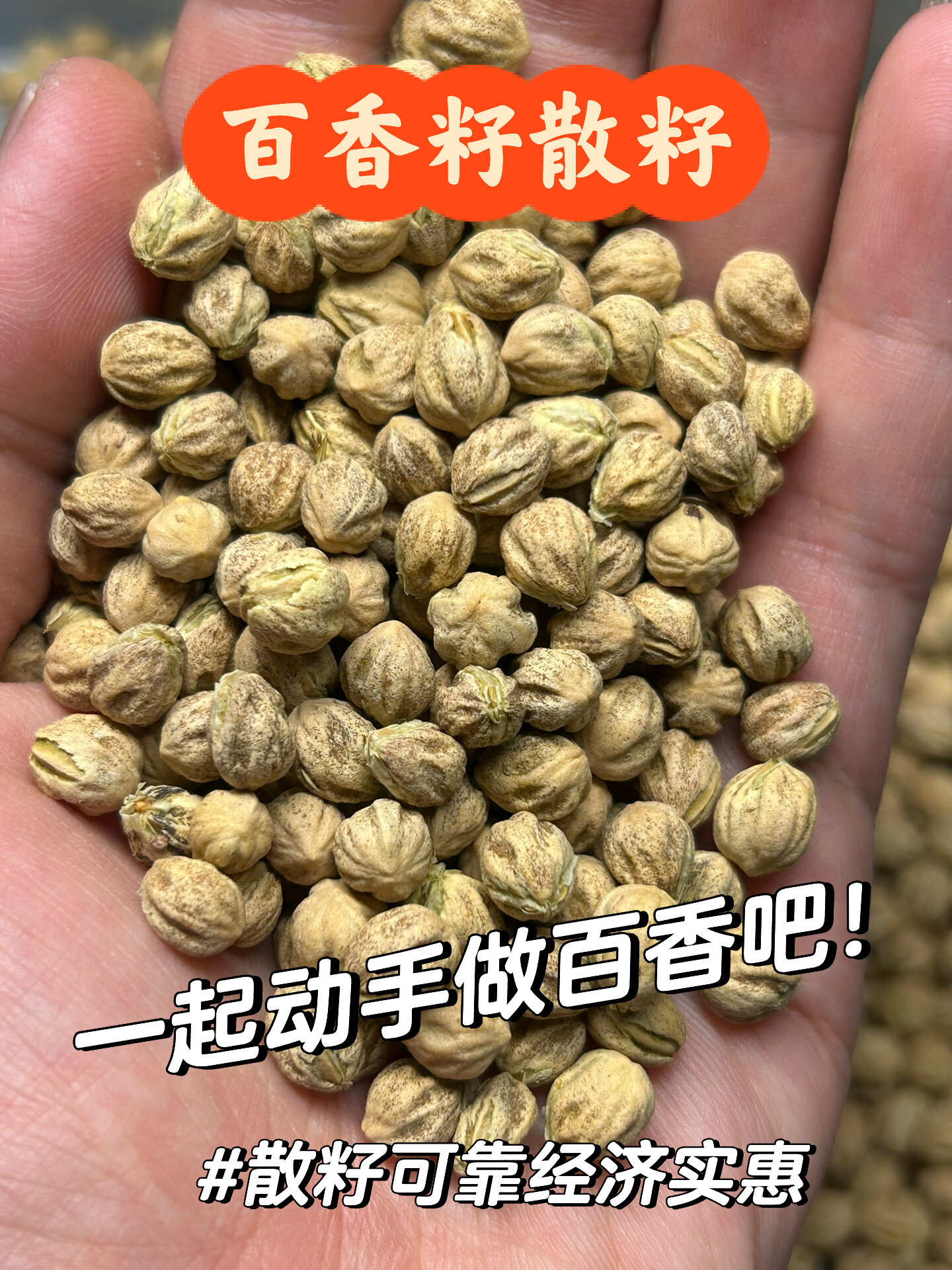 热振百香籽散籽整颗树福利出!