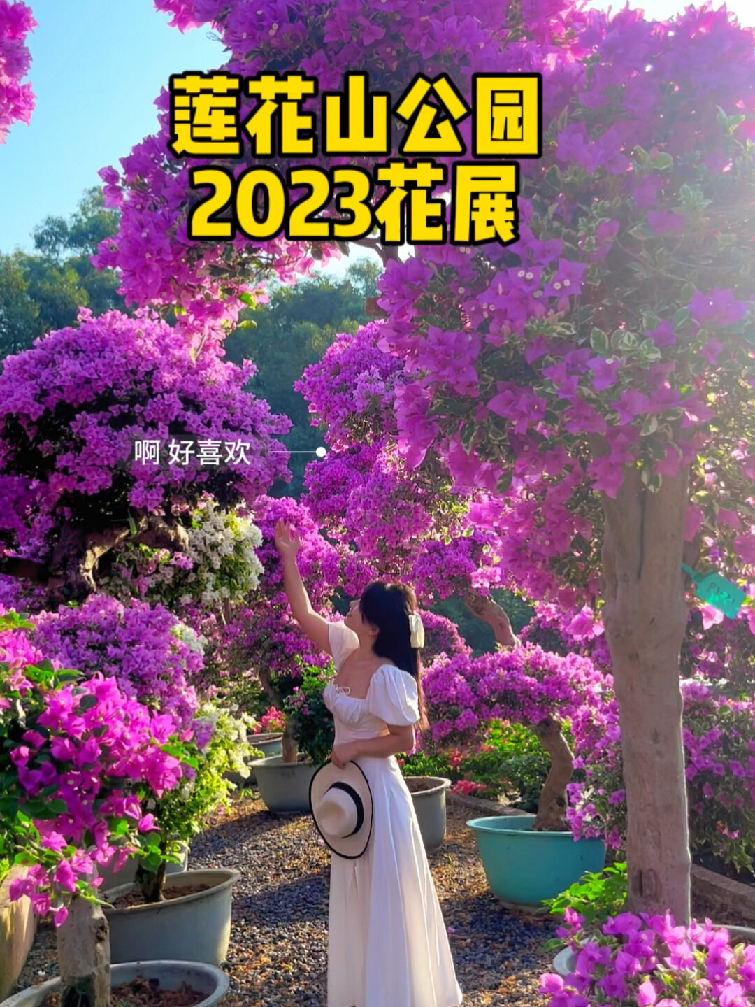 莲花山公园勒杜鹃花展漫山遍野开满山谷