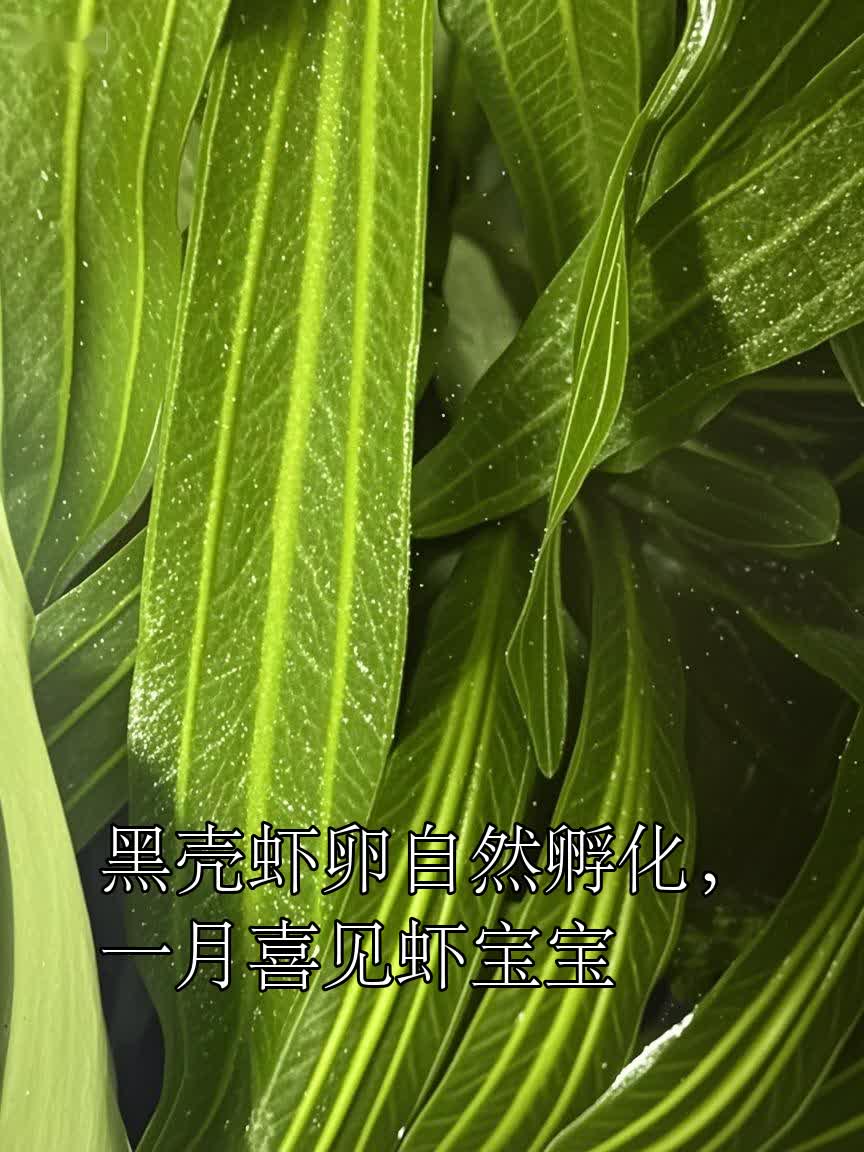 黑壳虾卵自然孵化,一月喜见虾宝宝