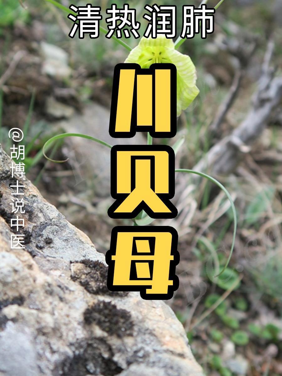 川贝母 川贝母 川贝 浙贝 贝母 胡博士说中医
