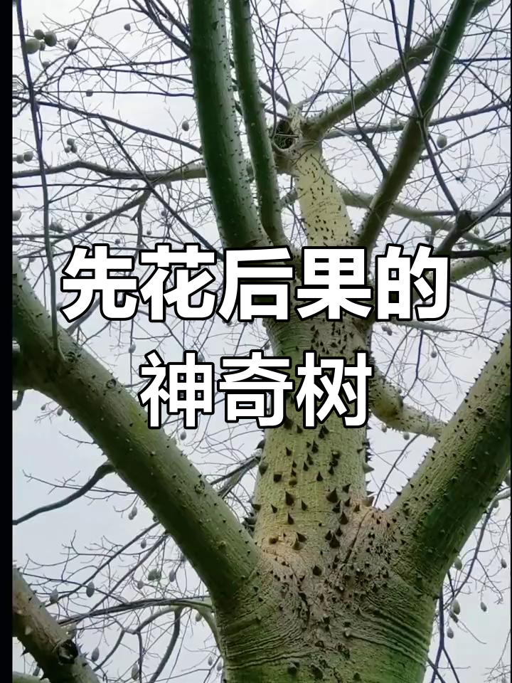 先开花再长叶图片