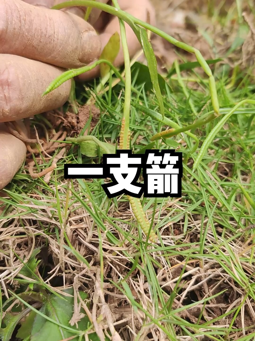 中草药:一支箭
