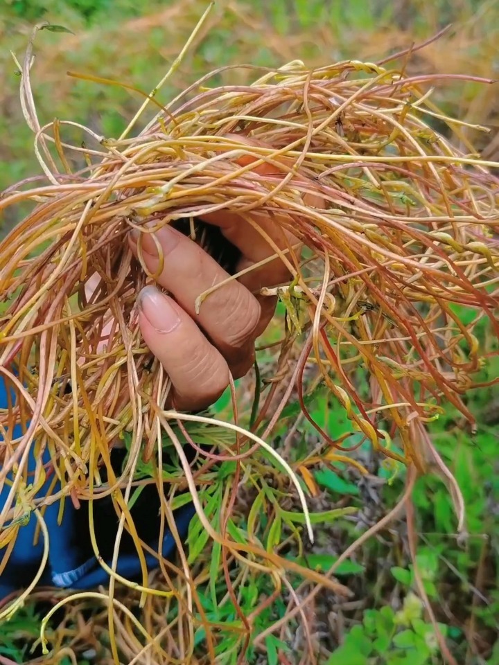 老中医带你一起认识无娘藤