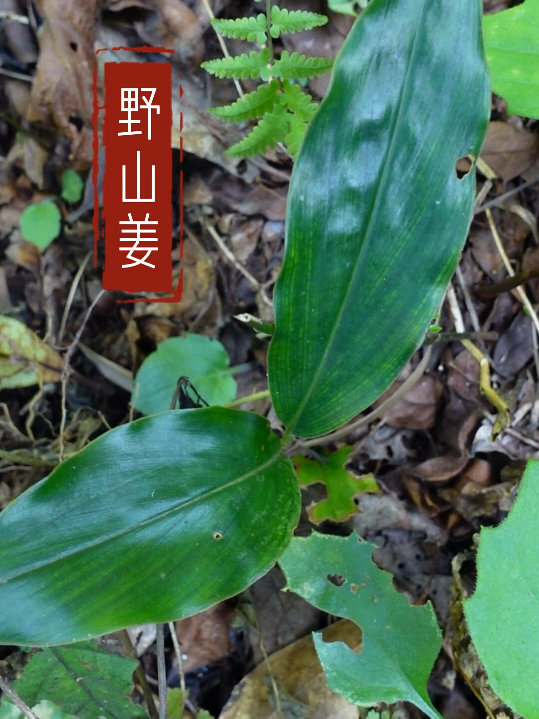 野山姜有大用途