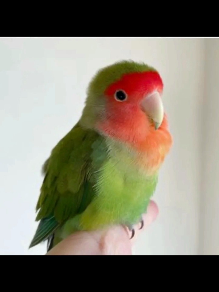 牡丹鹦鹉知识科普品种介绍之绿桃