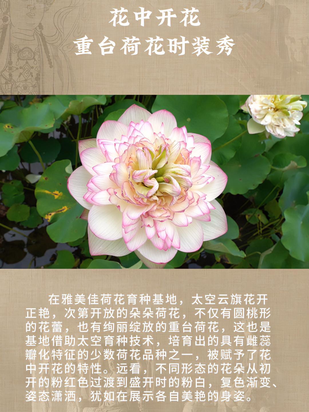 花中开花 重台荷花时装秀 出彩大足有你见证 荷花 又到了赏荷花的季节