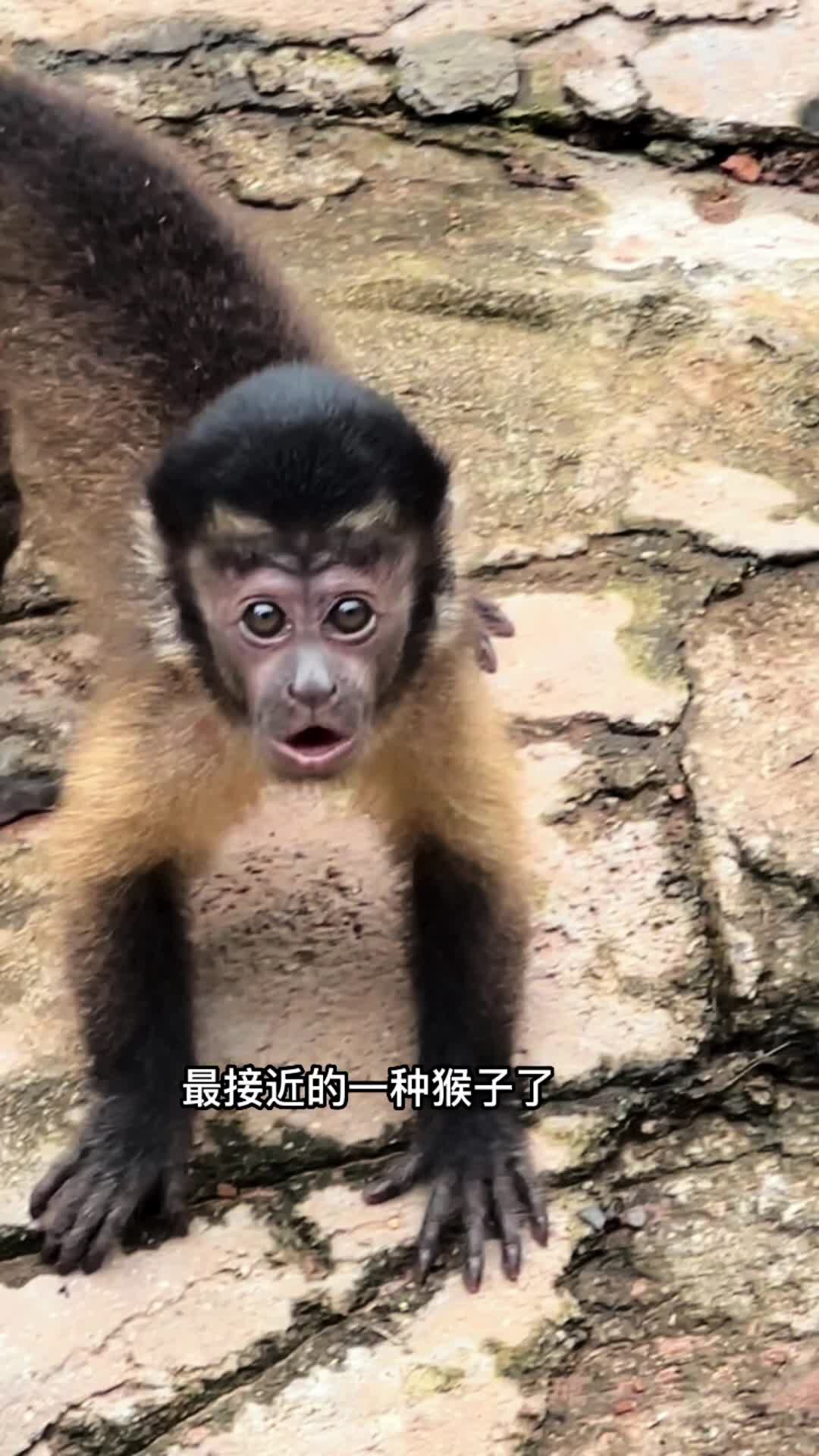 最接近人类的猴子(国字脸)黑帽悬猴