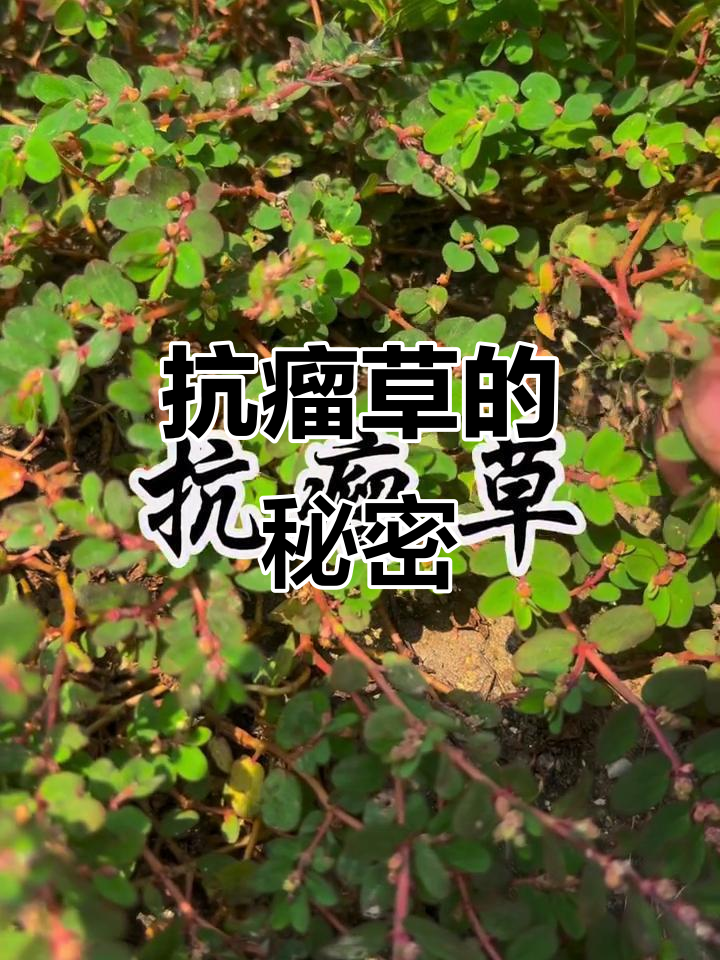 抗瘤草:一种野生中草药,竟有如此神奇功效