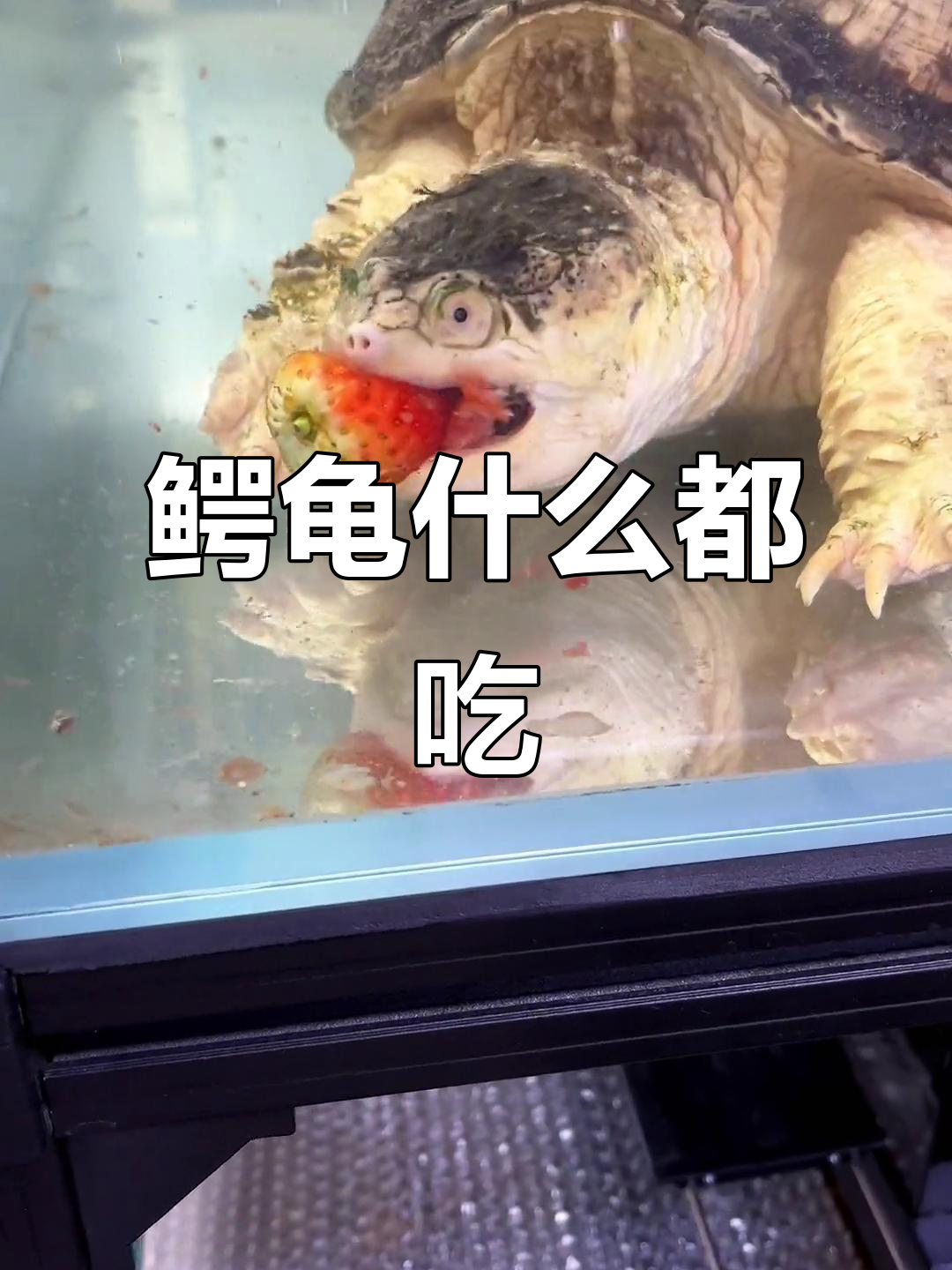 小鳄龟竟然吃草莓,真是个杂食动物!