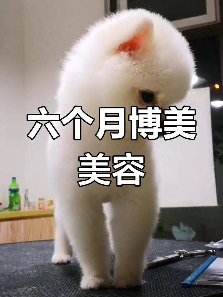 六个月博美美容,毛量充足