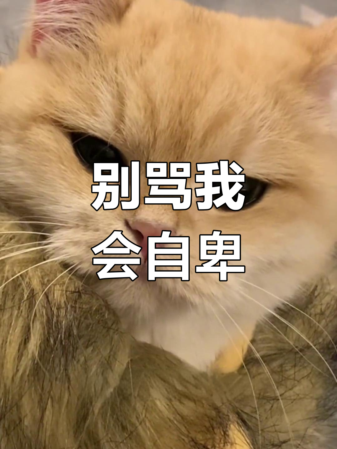 笨的时候别骂我,我会自卑的
