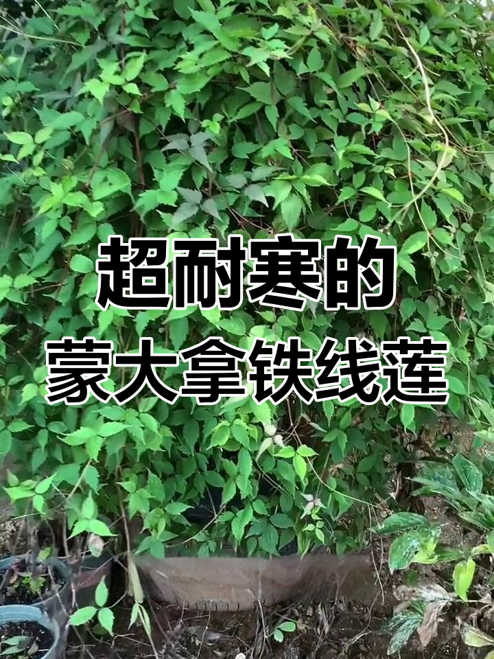 北方花友必看!这款蒙大拿铁线莲超耐寒,花香扑鼻