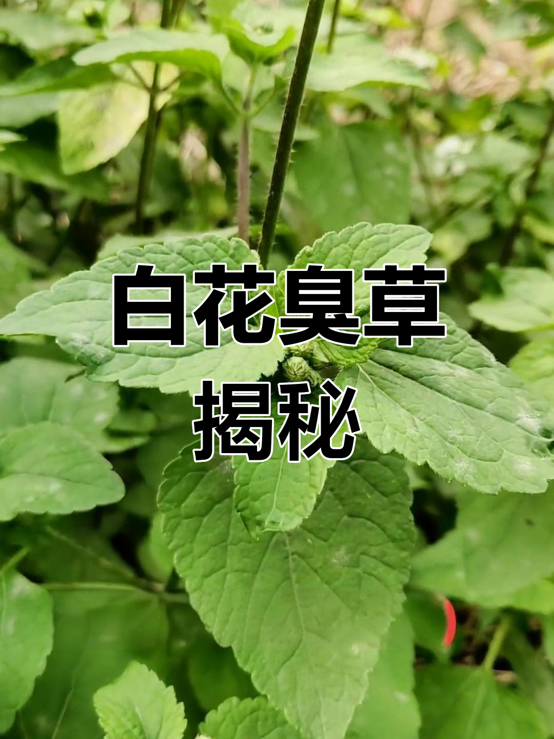 藿香蓟:白花臭草的独特魅力