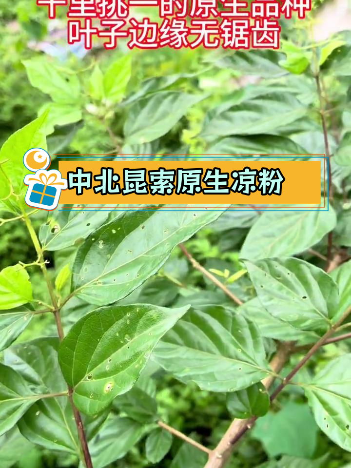 独特凉粉树品种,中北昆索独有