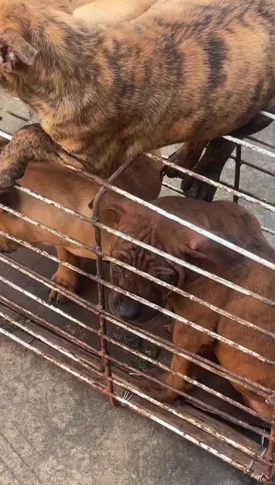 杂斗虎斑 喜欢中华田园犬请关注 虎斑犬 农村土狗 愿每个小狗都能遇见