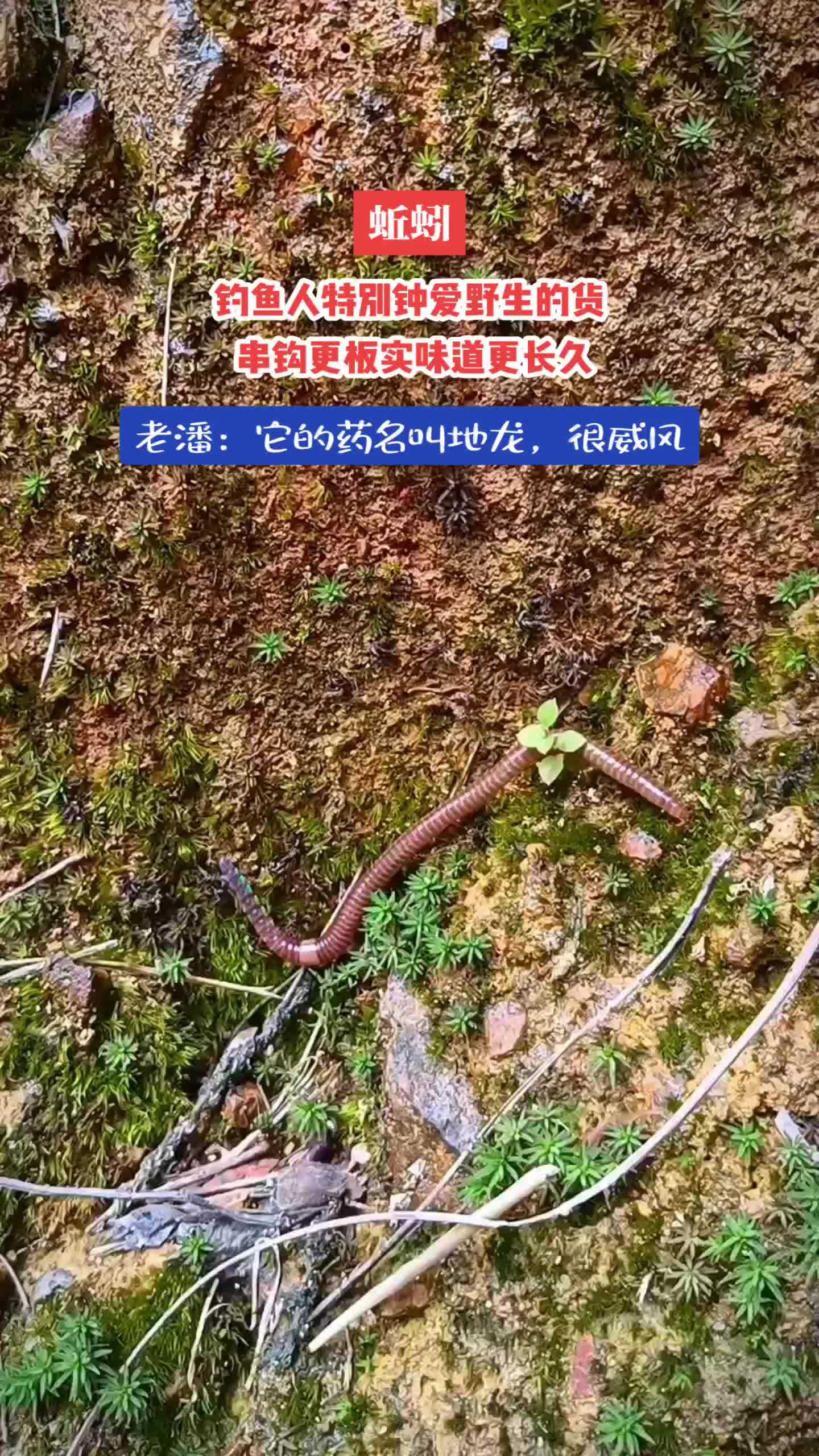 但让我更惊讶的是,它还有一个名字叫地龙,真的好威风