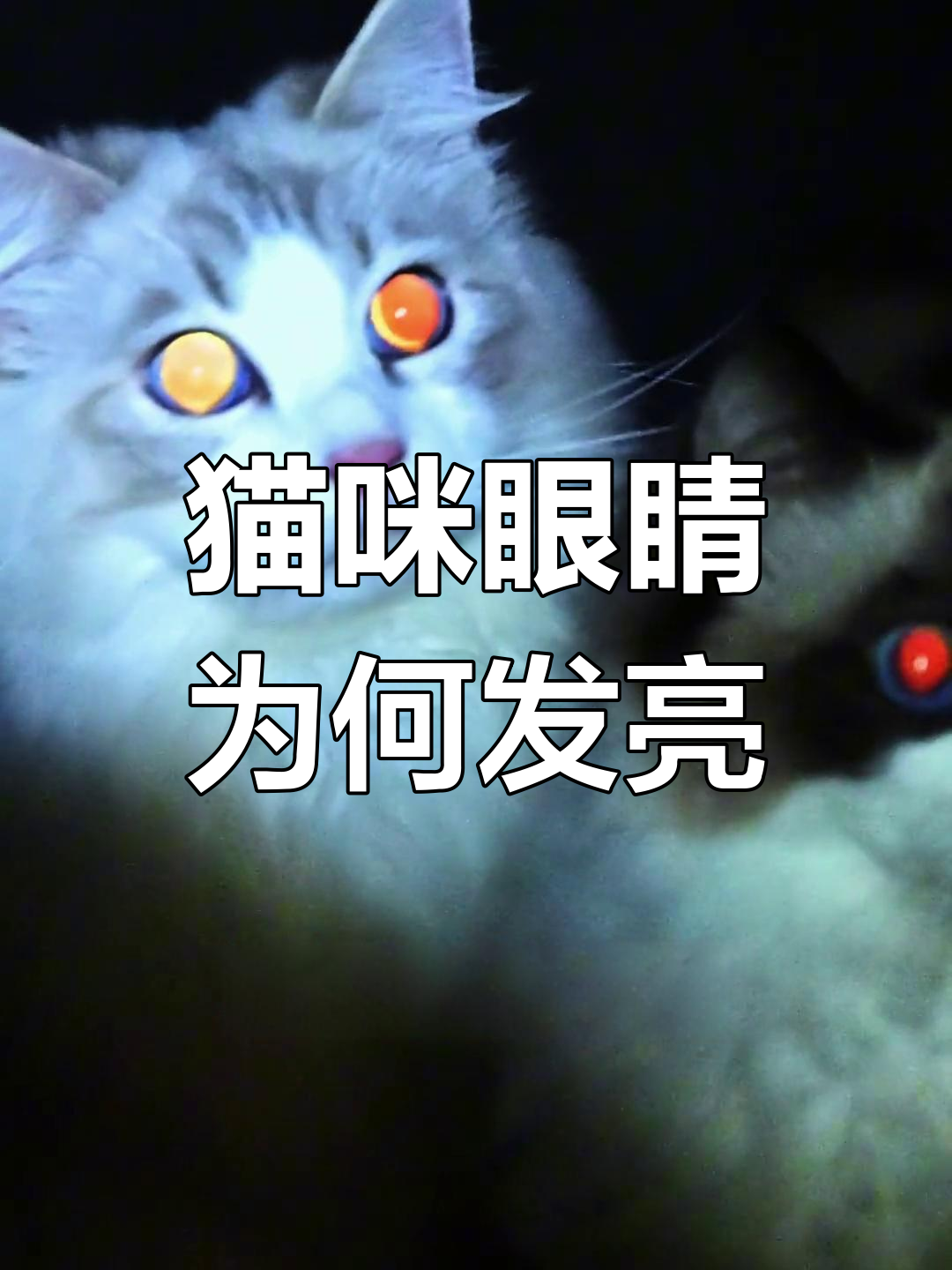 猫的眼睛晚上为什么会发光