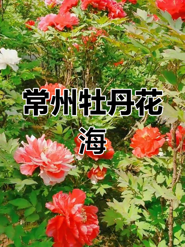 常州牡丹园的春日美景,别错过!
