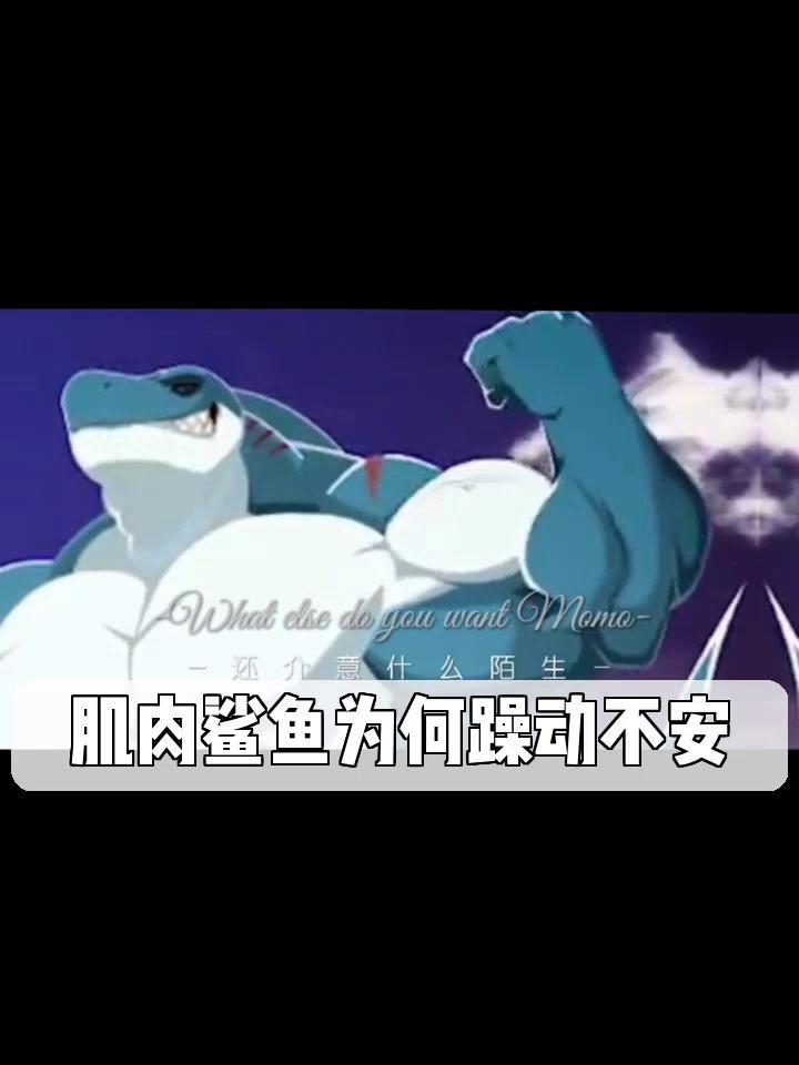 肌肉鲨鱼为何躁动不安