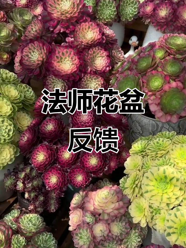 景德镇法师花盆使用心得,养好多肉需要耐心