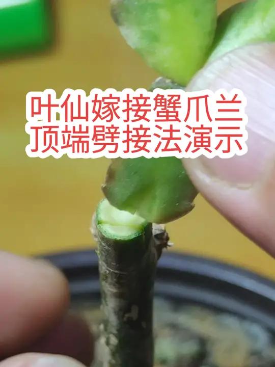 叶仙嫁接蟹爪兰