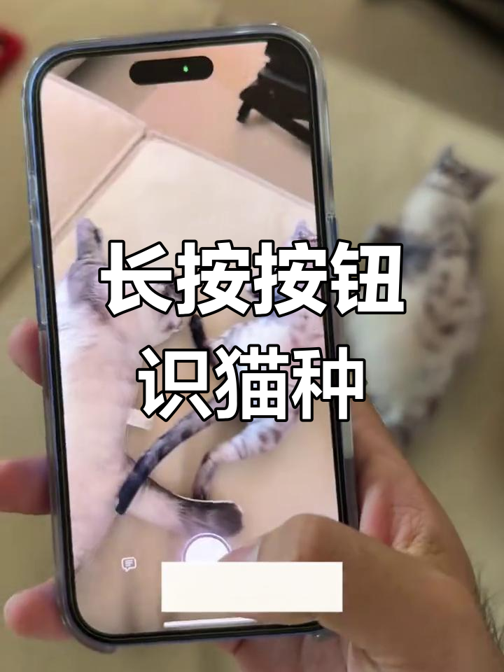 iphone新功能:猫品种识别