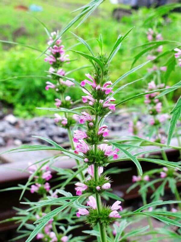 女人的共同"闺蜜",益母草