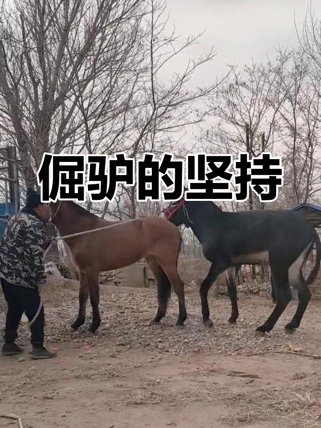 驴为什么那么倔 驴为什么那么倔