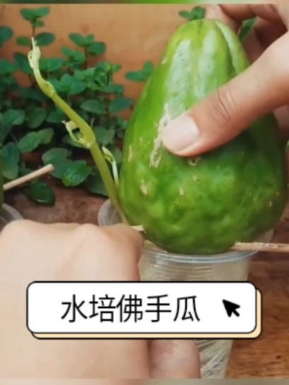 水培佛手瓜,操作简单分生方便