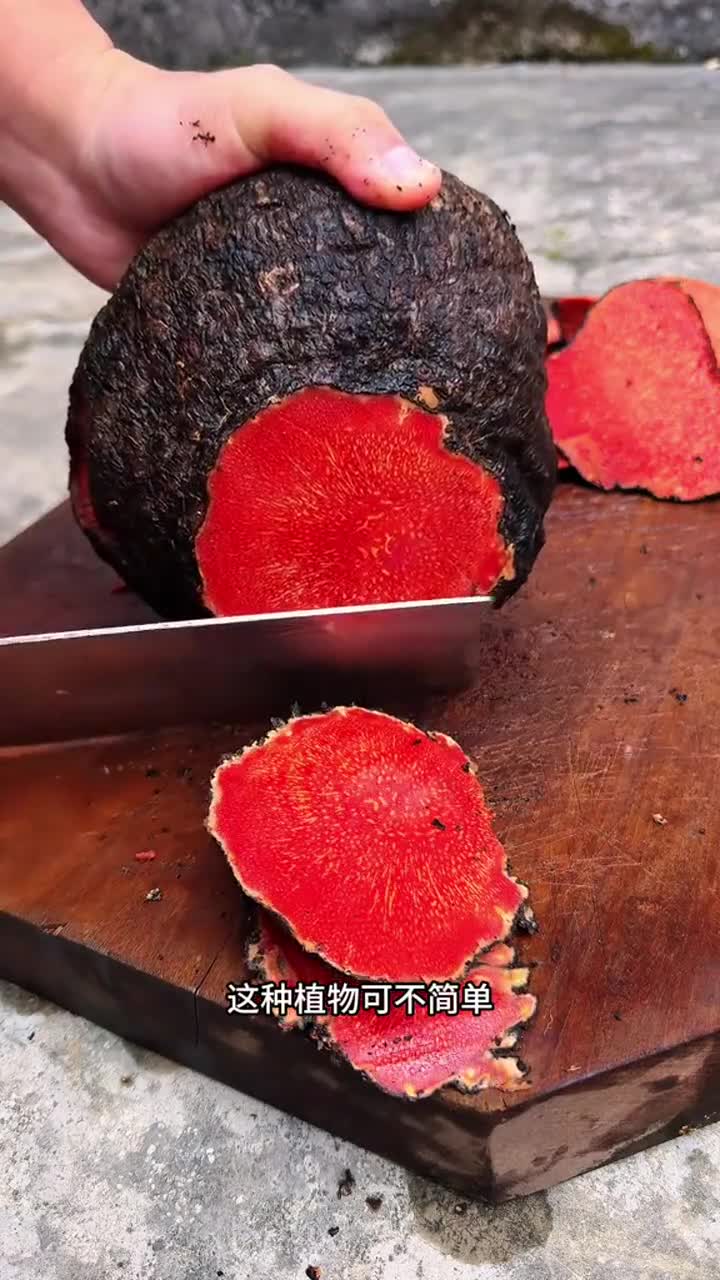 这种植物叫薯莨,又名朱砂莲,优质植物染色剂