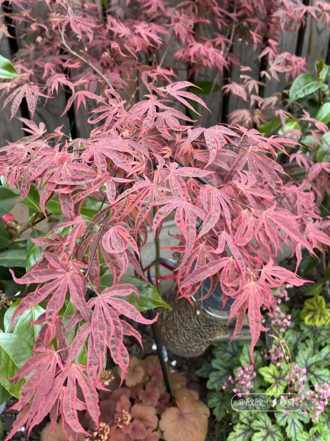 养枫树不后悔系列——希拉蕊(又名热舞)