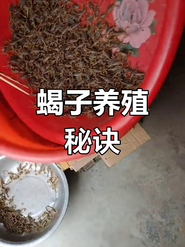 养蝎子为什么都不成功