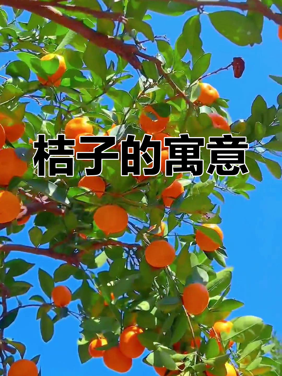 桔子熟了,好运来临