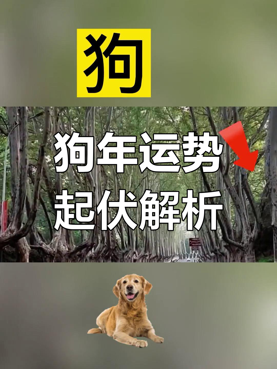 生肖狗运势全解图解男生(生肖狗运势2021年运势大全)