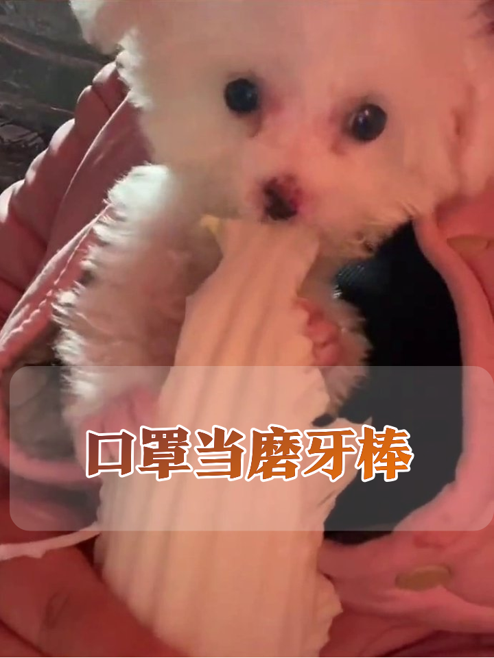 小奶狗沉迷啃口罩,这专注度比我上班还认真!