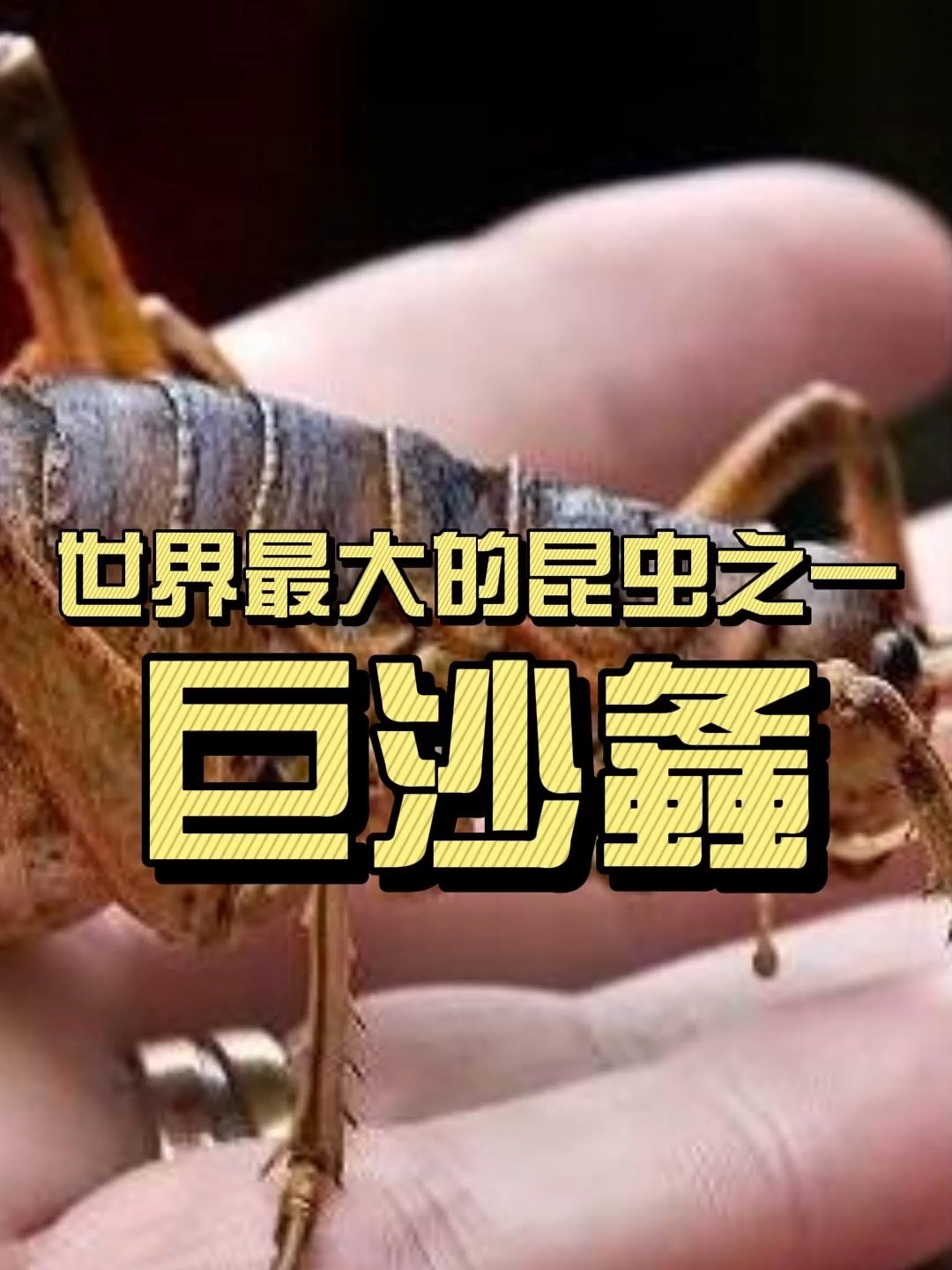 世界上最大的昆虫之一:巨沙螽