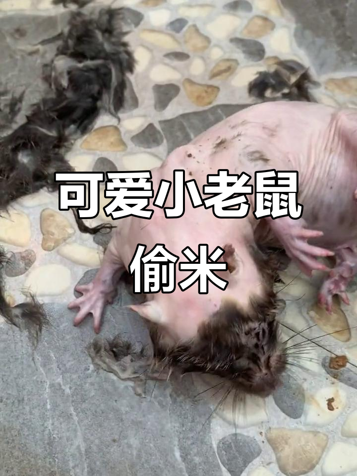 这只老鼠偷吃大米,萌到不行!