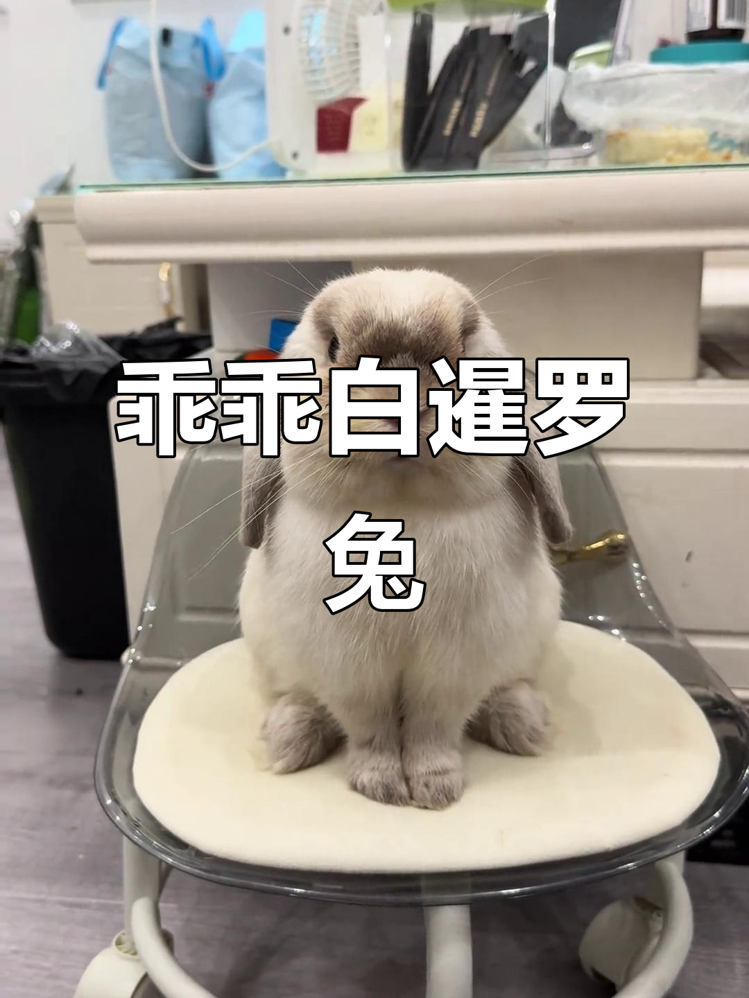 白暹罗垂耳兔,端庄秀丽惹人爱