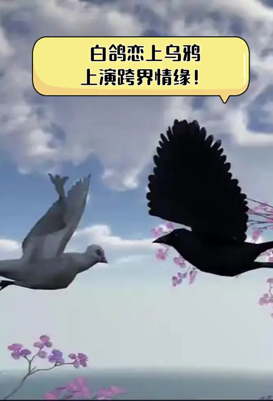 白鸽恋上乌鸦,上演跨界情缘!