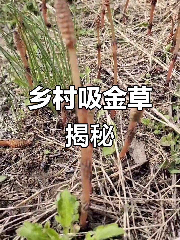乡村的"吸金草":笔头菜与接骨草的故事
