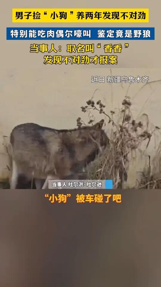 男子捡小狗养两年发现不对劲